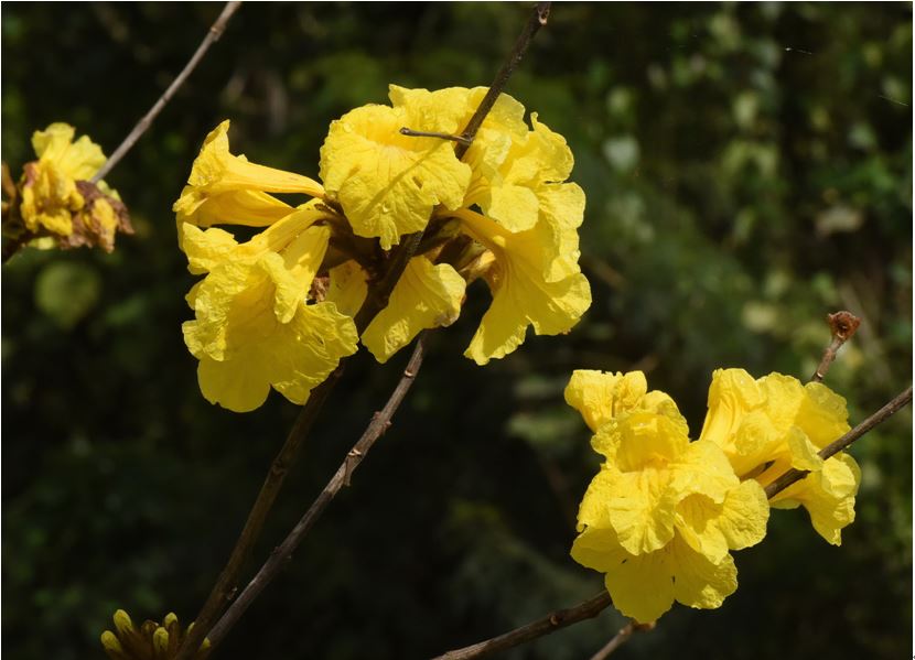 毛風鈴木20170313攝於花蓮。花冠金黃色，漏斗狀