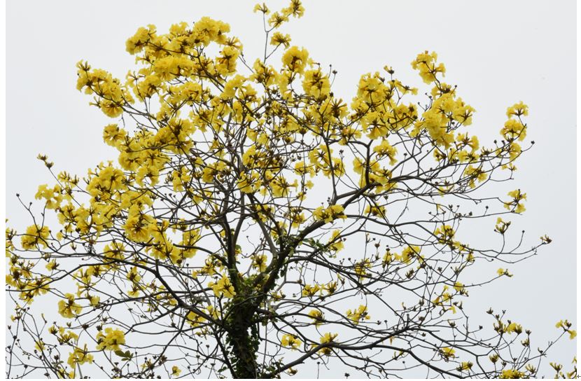 毛風鈴木20170319攝於台北植物園。春天時先開花後長葉