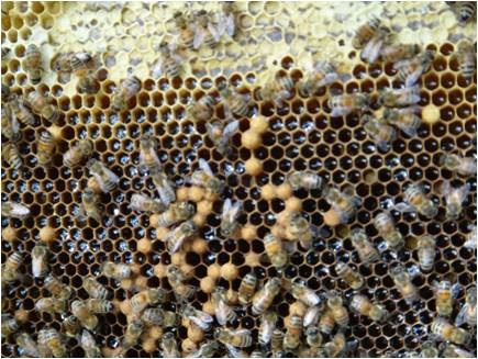 圖5. 滿載蜂蜜的蓮華池蜜蜂巢脾