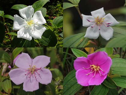 照片、野牡丹的花色以粉紫色到桃紅色為主，但偶爾也會出現白花的個體。(照片提供：林建融)