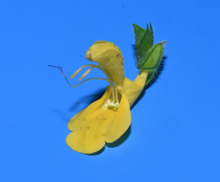 當授粉昆蟲進入花冠筒吸蜜時壓到下臂的角狀突起時，槓桿作用將位於上唇內的可孕雄蕊壓下來，把花粉黏附在昆蟲身上，達到傳粉的目的。