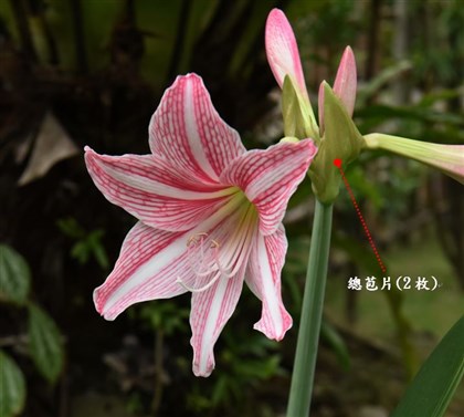 白肋孤挺花-總苞片2枚