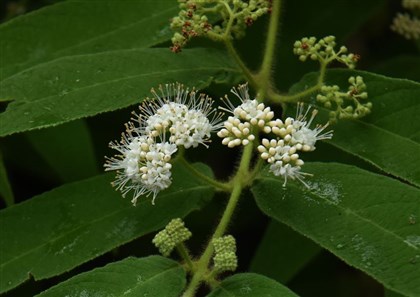 白花細葉紫珠的複聚繖花序20161206攝於台北植物園