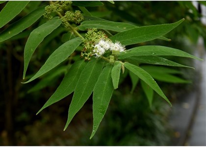 白花細葉紫珠花枝20161206攝於台北植物園