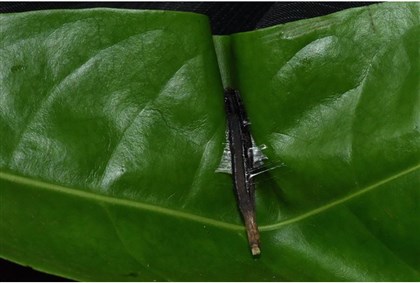 皮孫木成熟果實會分泌黏液