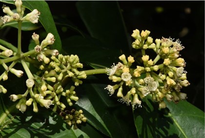 皮孫木頂生複聚繖花序20161203攝於花蓮亞泥原生植物園