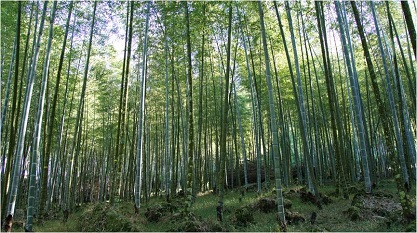 圖3. 竹類具有生長快速、碳吸存量高、水土保持與生產利用等優點
