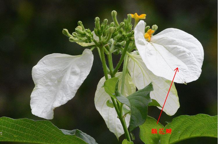 紅頭玉葉金花20170323台北植物園。花5數-花萼鐘形，裂片5，其中一