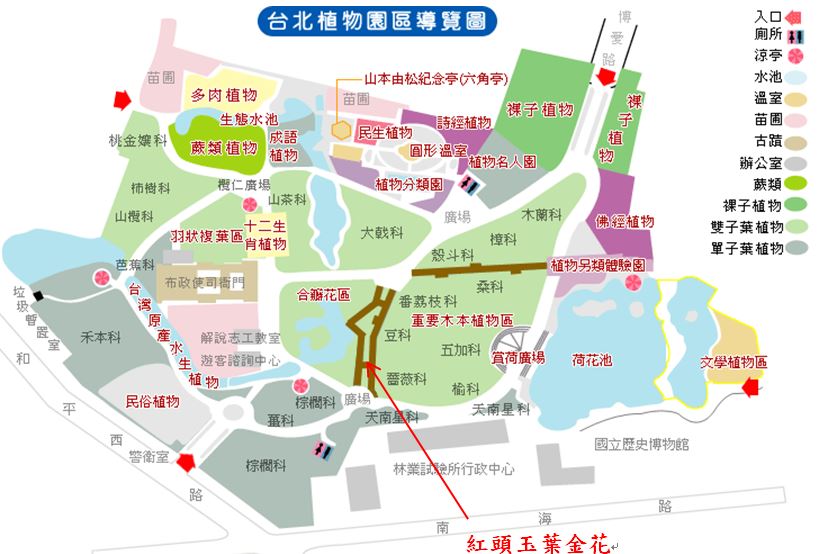 紅頭玉葉金花-台北植物園位置圖