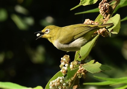 綠繡眼正在享用其果實20161206下午14時21分攝於台北植物園