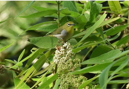 綠繡眼正要享用白色成熟果實20161206下午14時20分攝於台北植物園