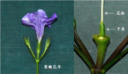 翠蘆莉-聚繖花序、花柱、子房