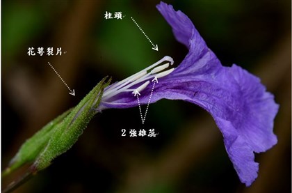 翠蘆莉-柱頭、雄蕊及花萼裂片