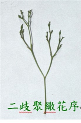 翠蘆莉-二歧聚繖花序