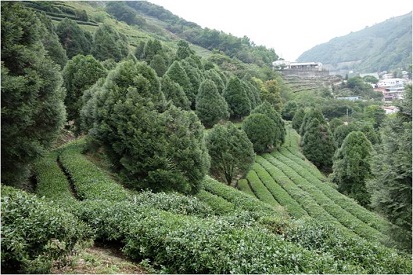 圖2. 肖楠與茶樹混植可以改善地表景觀、生物多樣性與水土保持