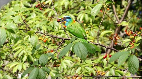 圖5. 臺灣特有種五色鳥以果實為主食，常見於都市及中低海拔山區