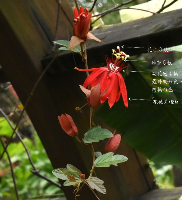 艷紅西番蓮20170319攝於台北植物園-花柱3枚、雄蕊5枚、副花冠4輪(最外輪紅色、內輪白色)、花被片橙宏