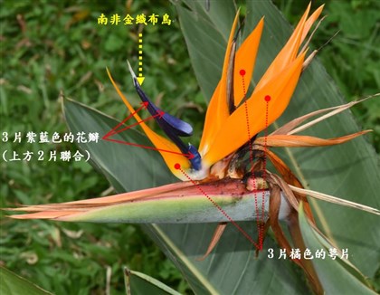 花具3片橘色的萼片，3片紫藍色的花瓣