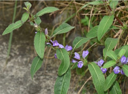 花無柄，聚生在葉腋