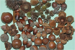 圖1.蓮華池多樣的橡實