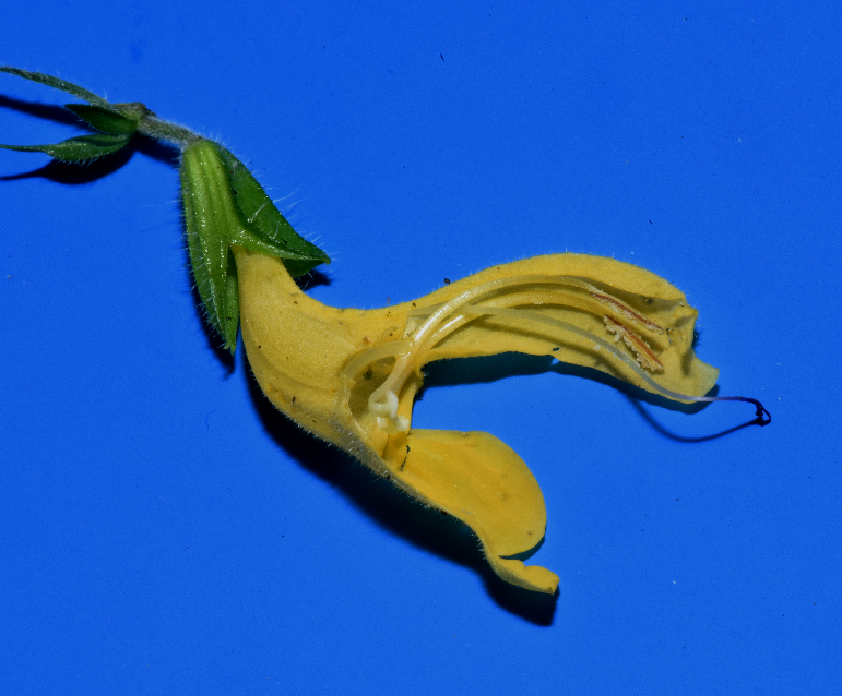 連接器(Connectives)包括上、下臂，下臂具角狀突起(Horn)