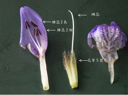 雄蕊4枚2長2短，花萼筒5裂