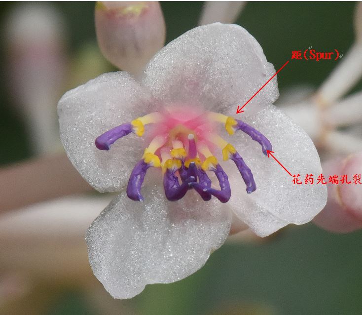 雄蕊8 枚有距(spur)，花药先端孔裂