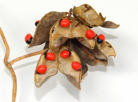 雞母珠-開裂莢果與種子