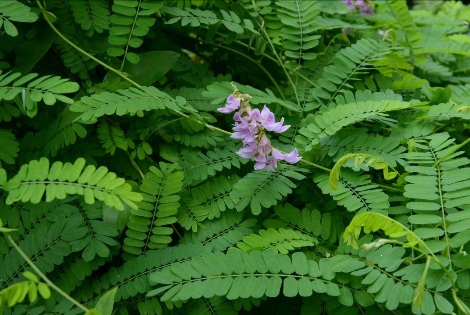 雞母珠-2012_08_27攝於台北植物園