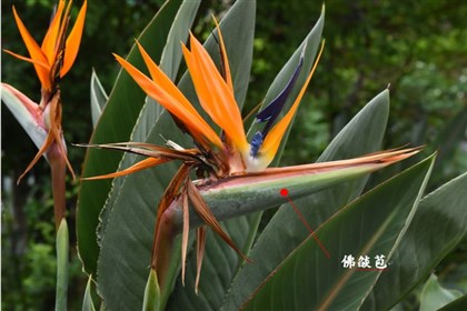 鶴望蘭的佛燄花序