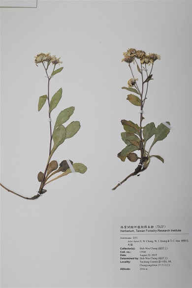 鹿野氏馬蘭模式標本現存於林業試驗所植物標本館