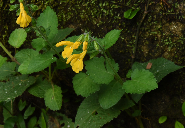 黃花鼠尾草20161122攝於坪林九芎根山登山口