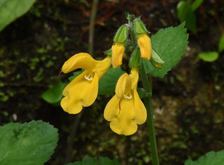 黃花鼠尾草花冠筒2唇裂