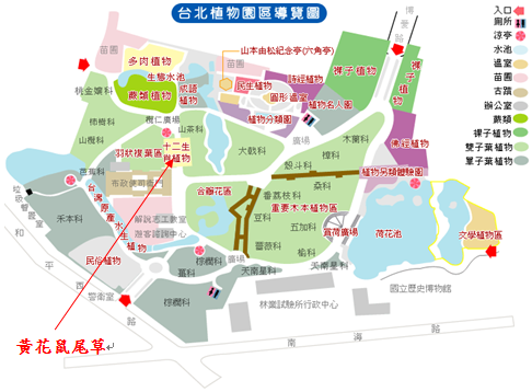 黃花鼠尾草-台北植物園位置圖