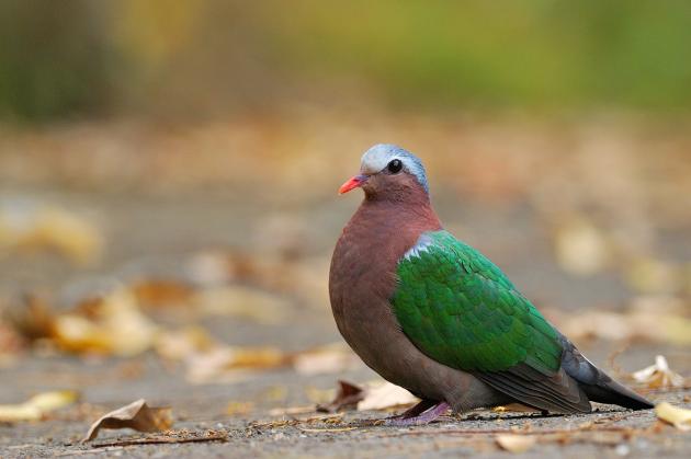 /ani/翠翼鳩-20181203103829.jpg