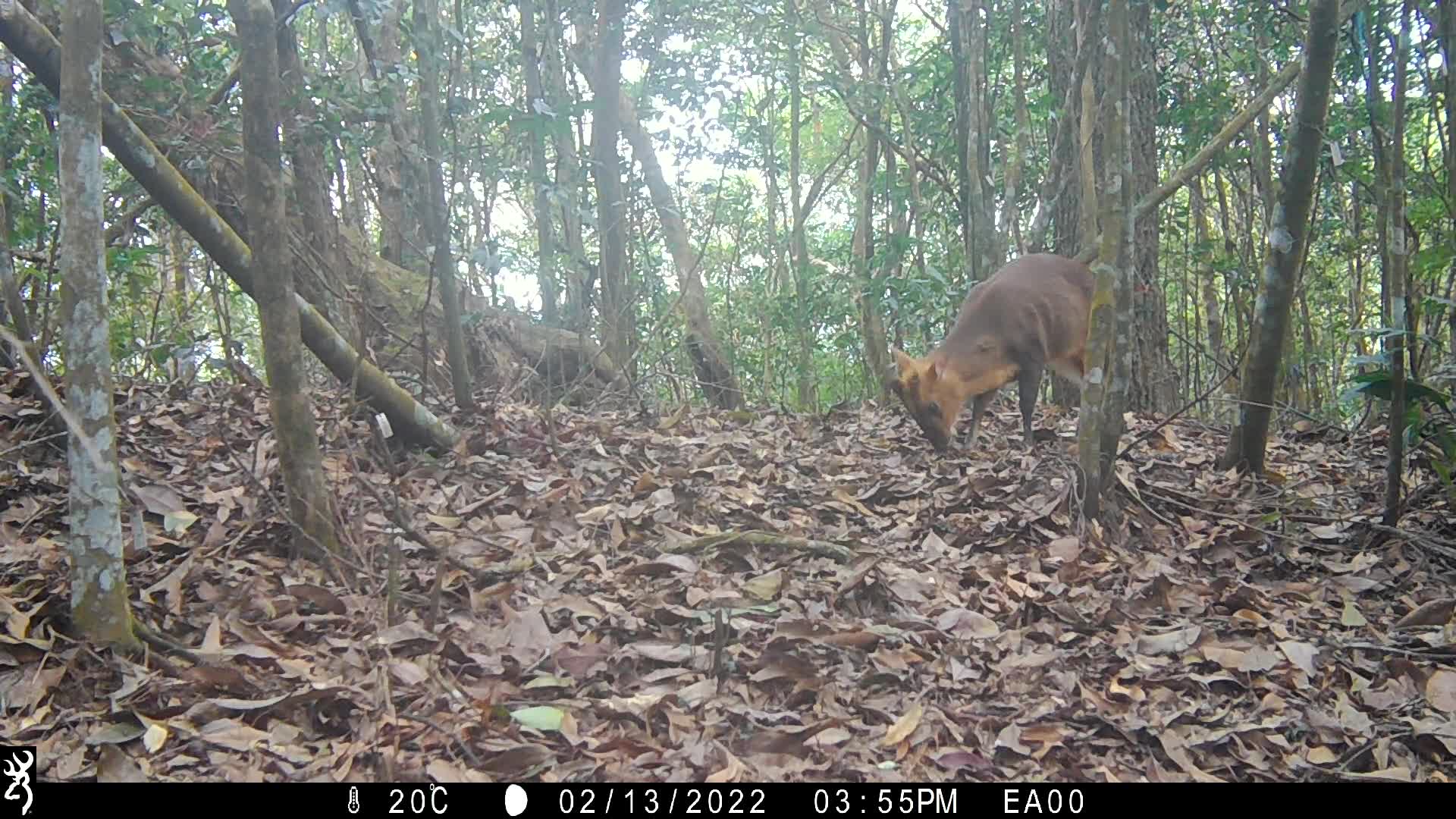 覓食