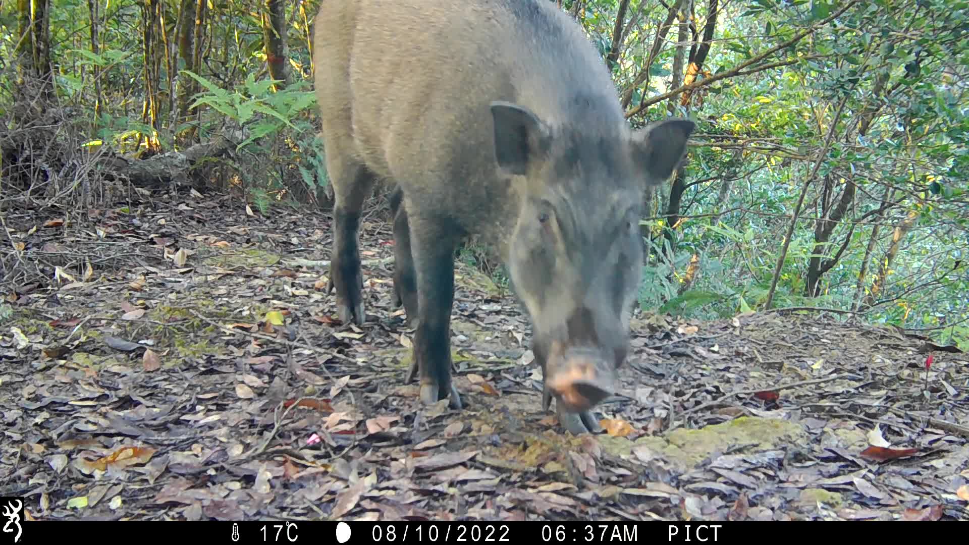 覓食