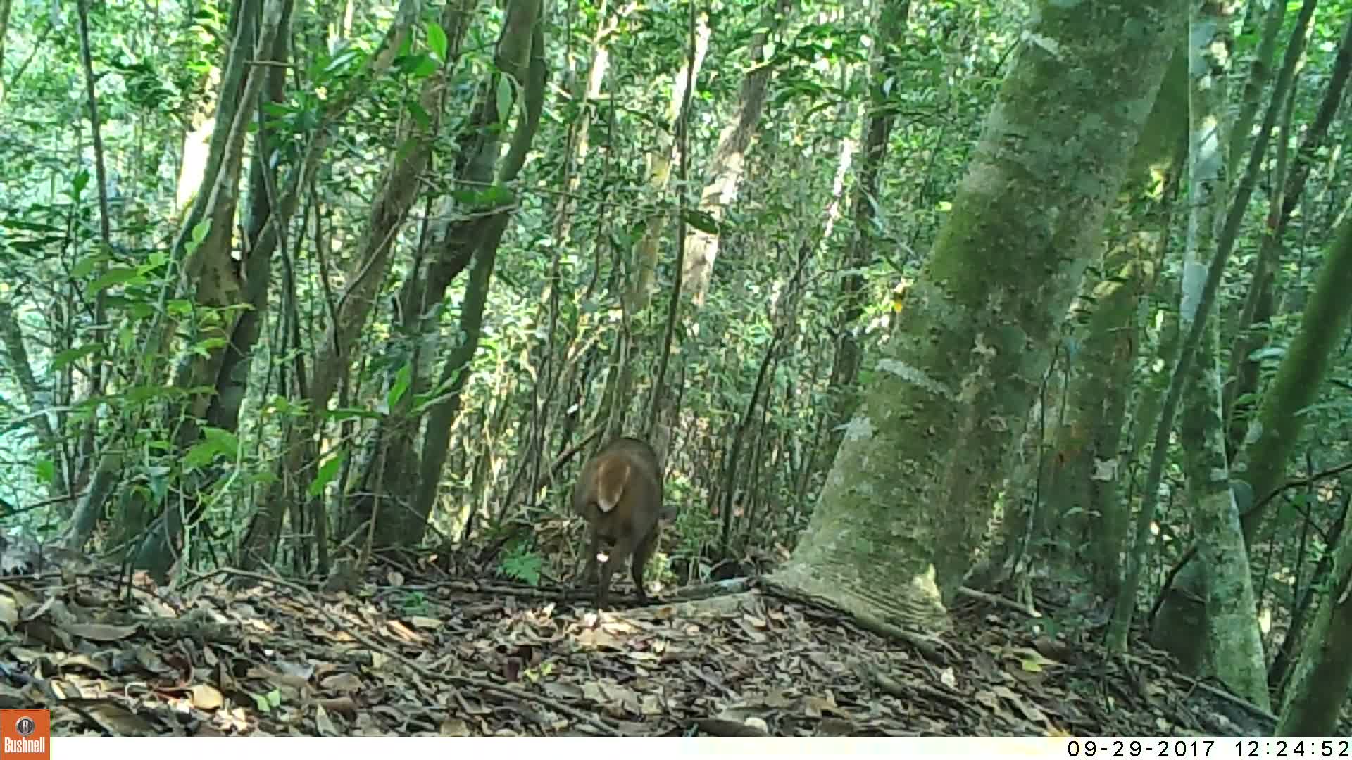 覓食