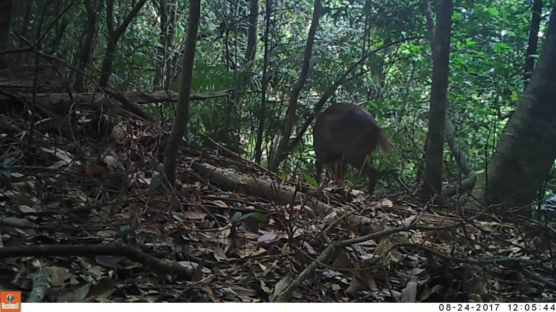 覓食