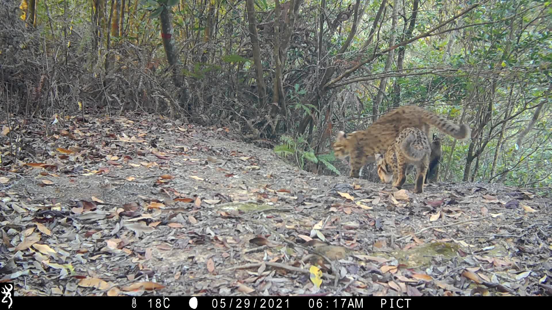 覓食