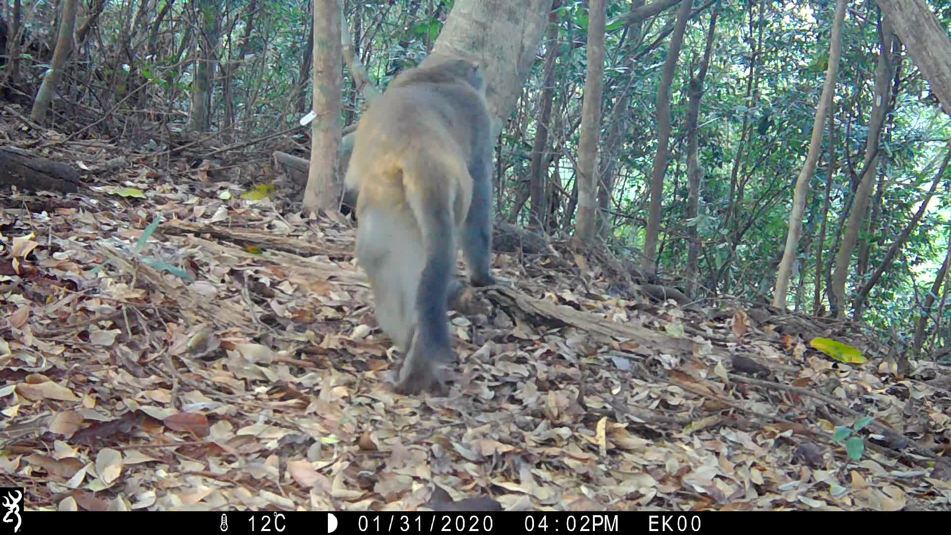 覓食