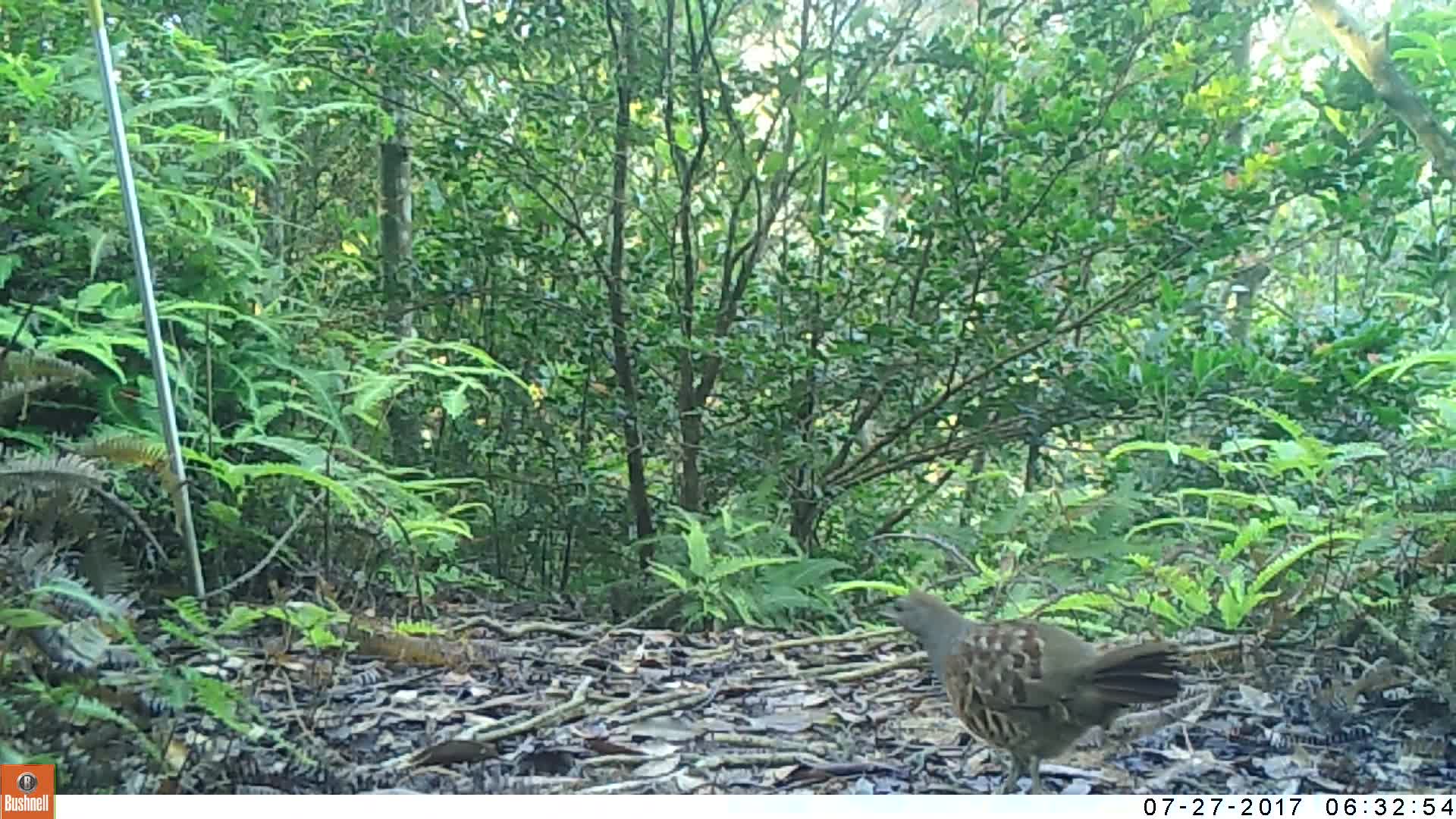 覓食