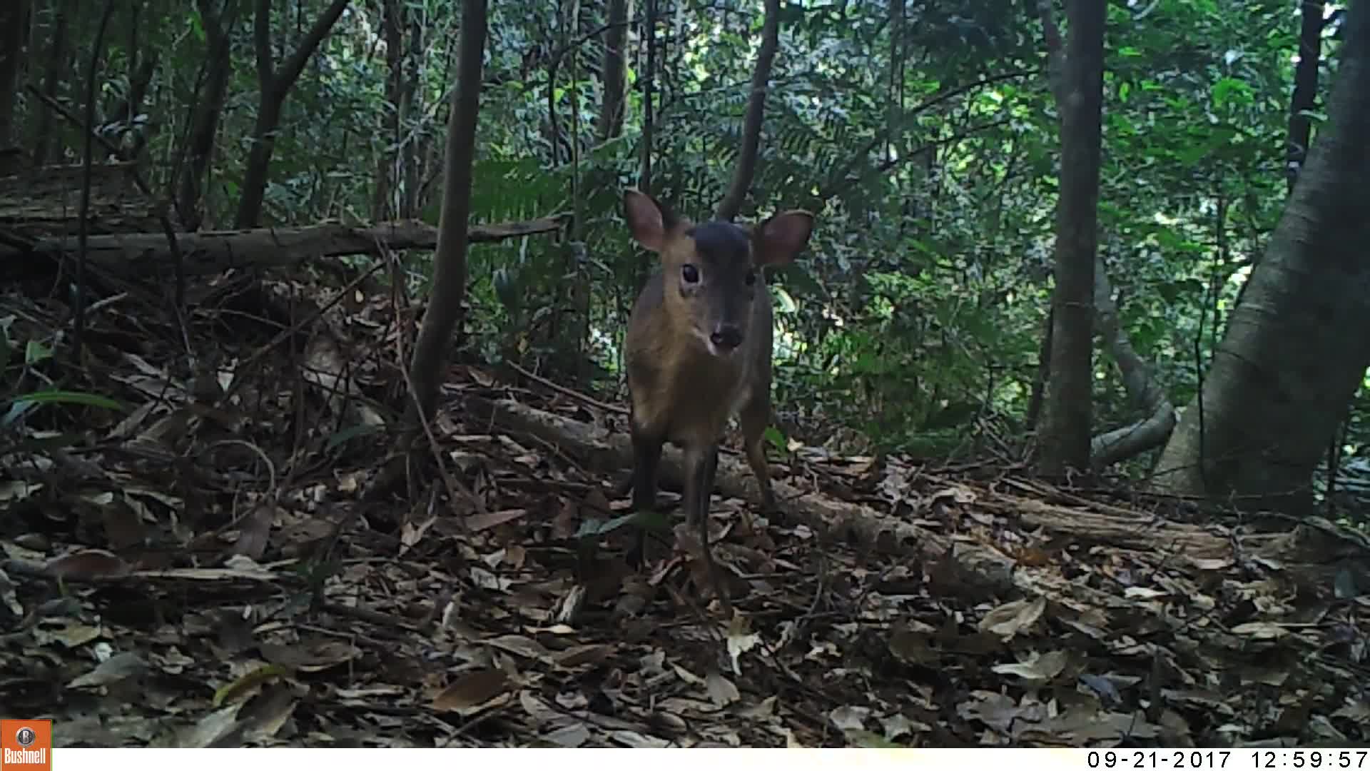 覓食