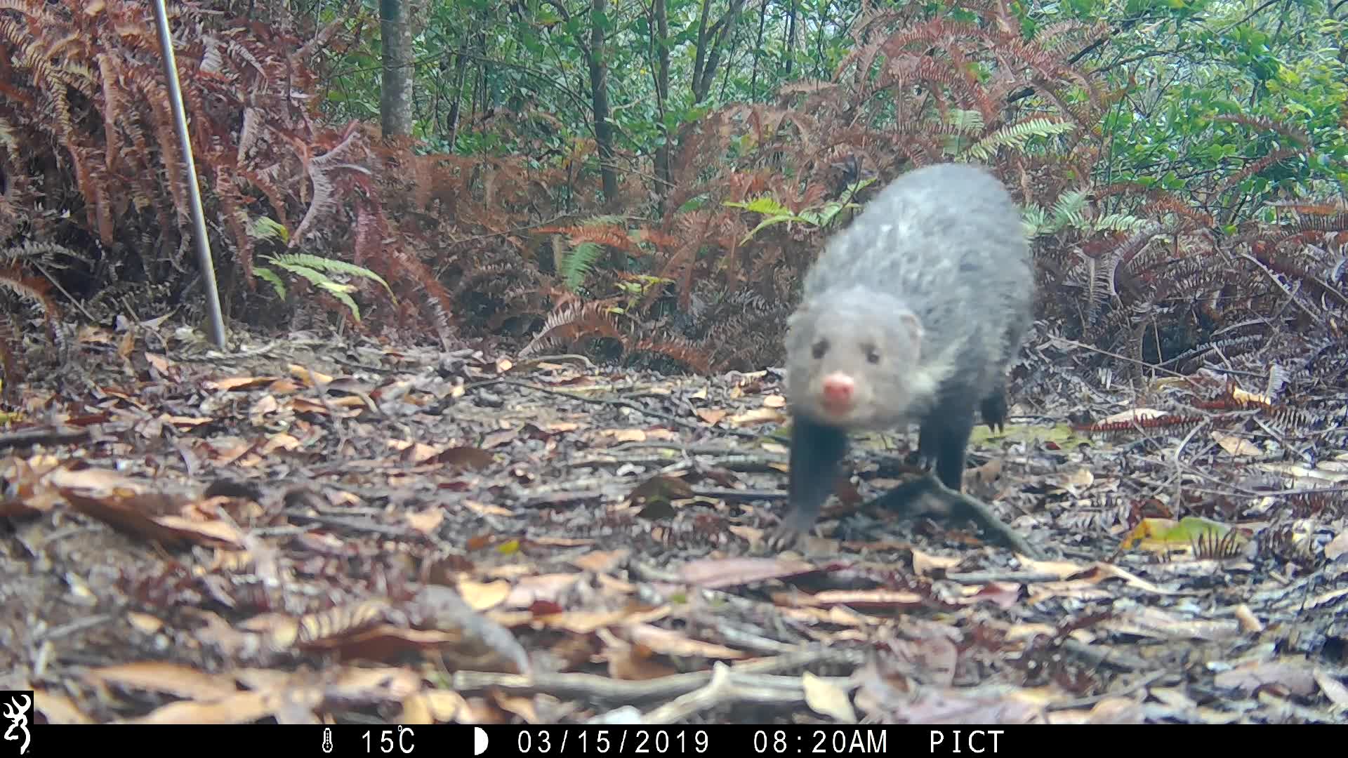 覓食