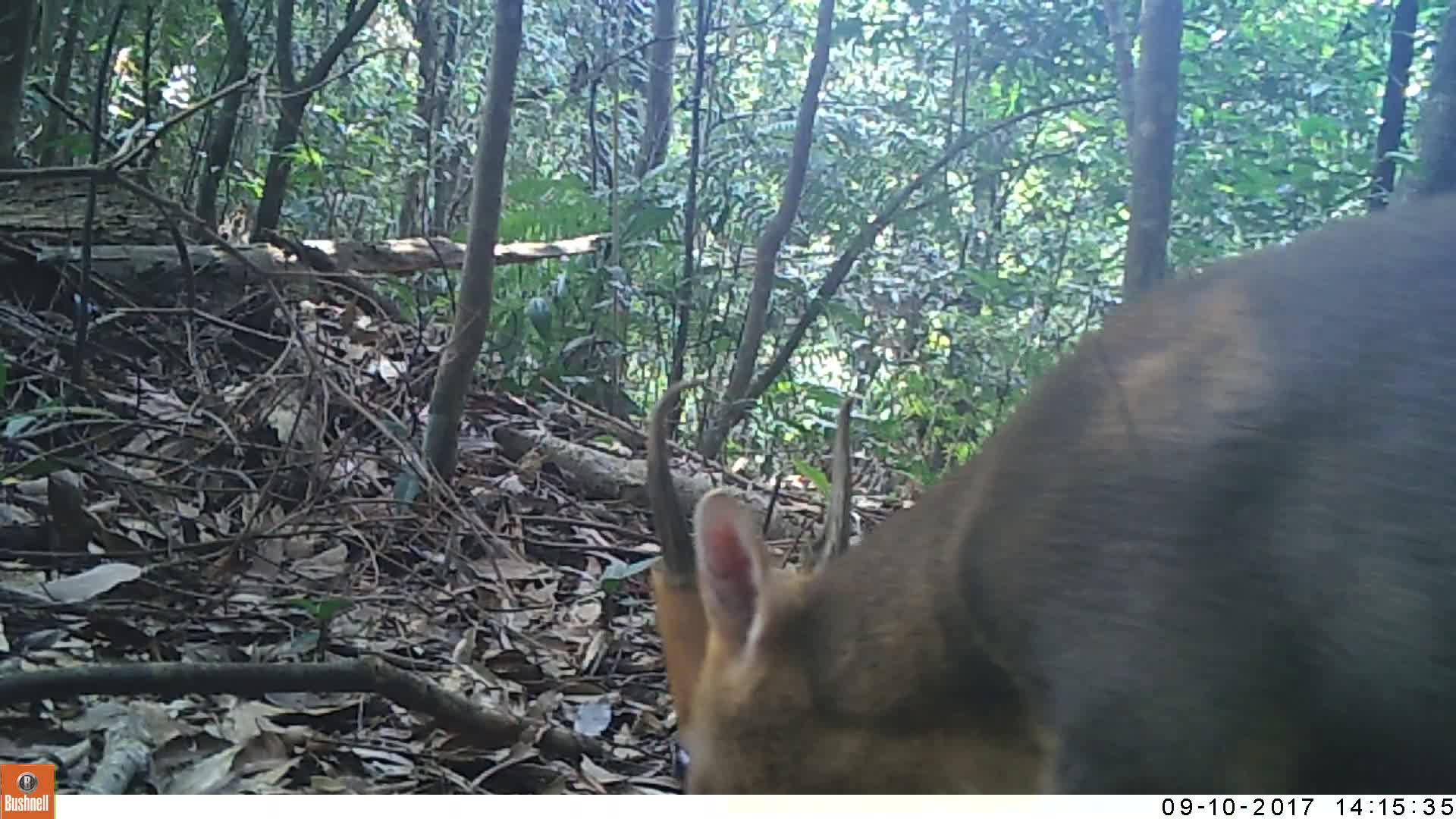 覓食