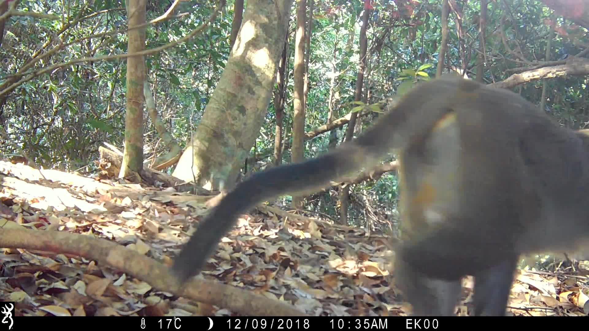 覓食