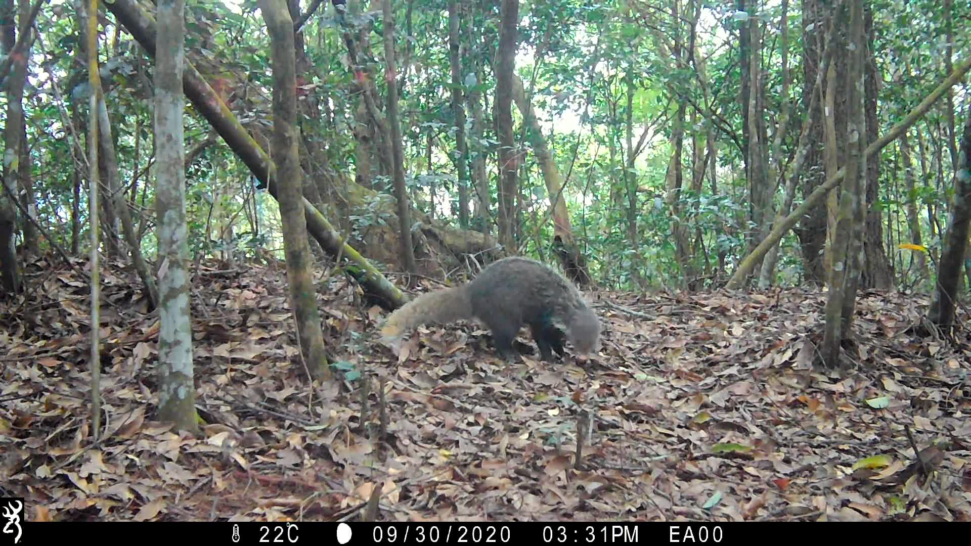 覓食