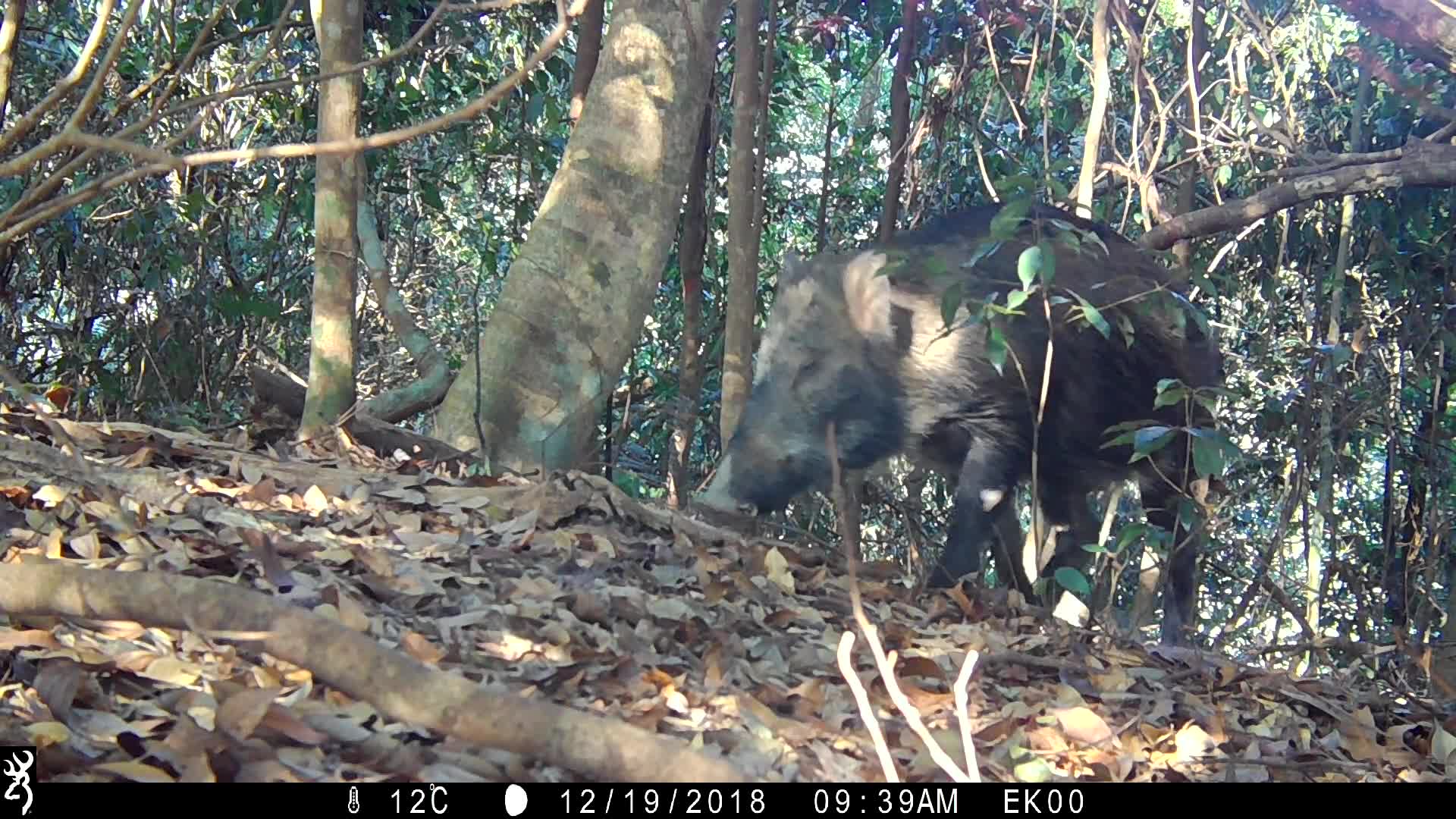 覓食