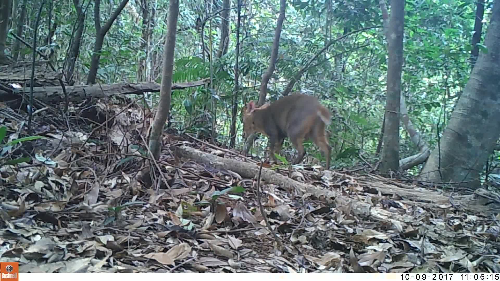 覓食