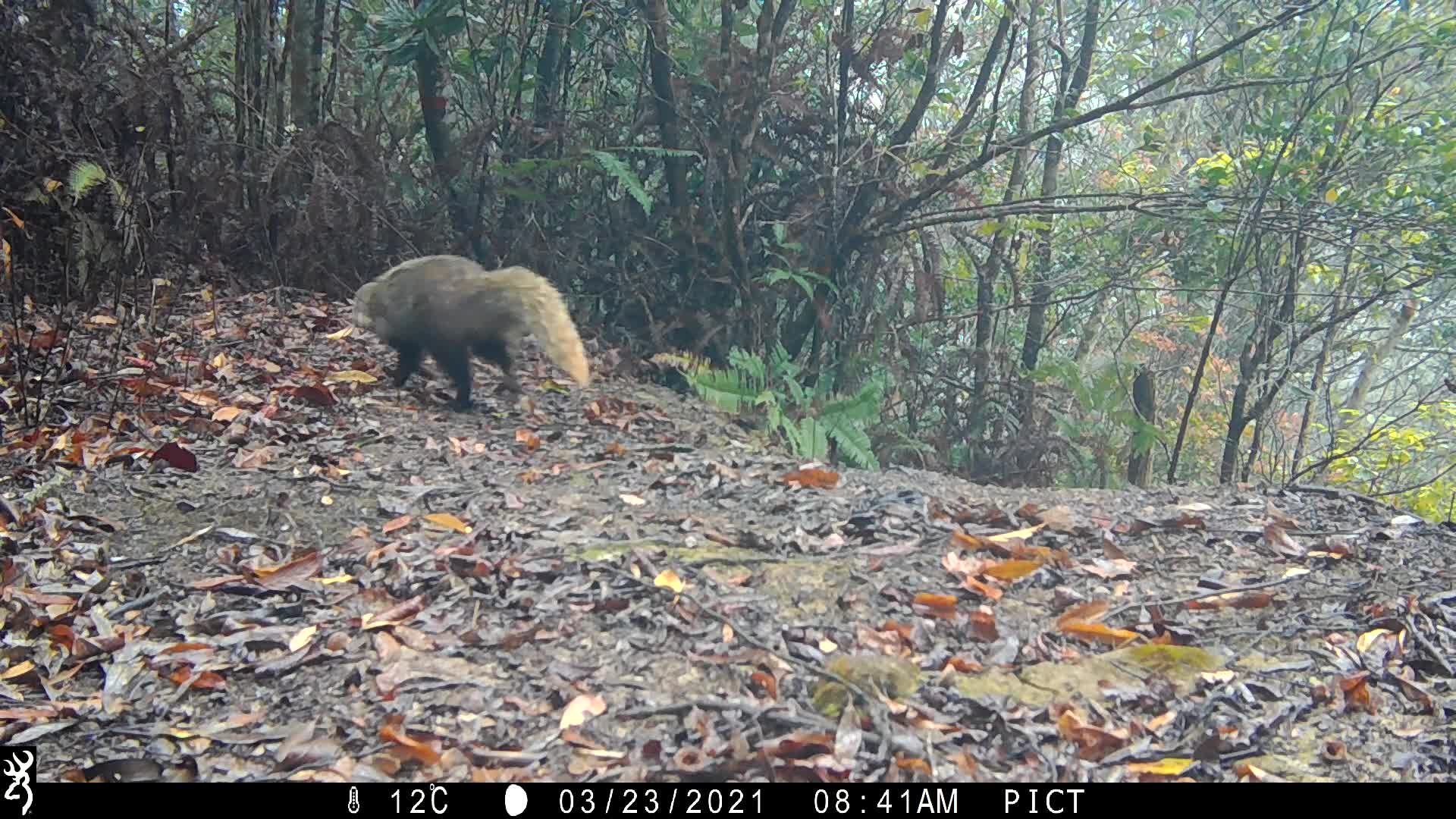 覓食